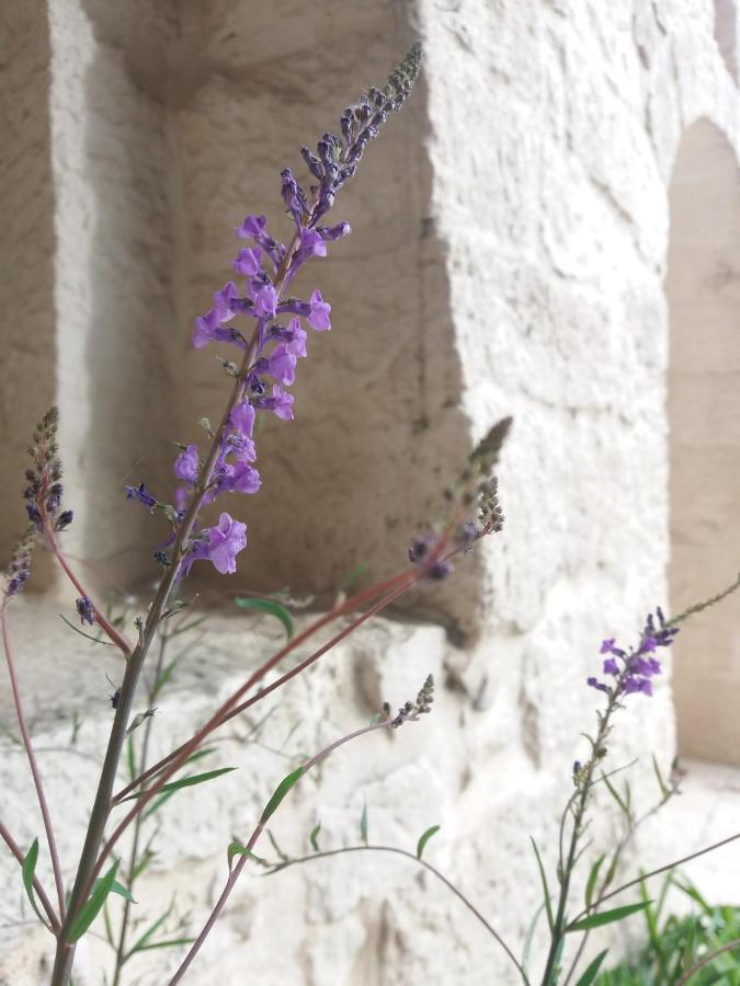 Trulli Di Puglia - Casa Vacanze In Valle D'Itria Мартина-Франка Экстерьер фото